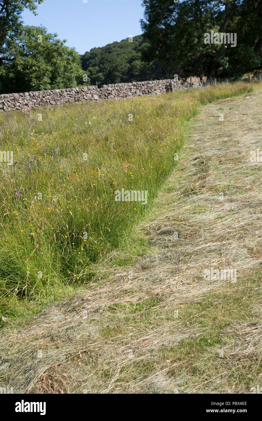 Puffer Streifen von ungeschnittenem Wiese mit wilden Blumen am Rand des Feldes Schottland Großbritannien Stockfoto