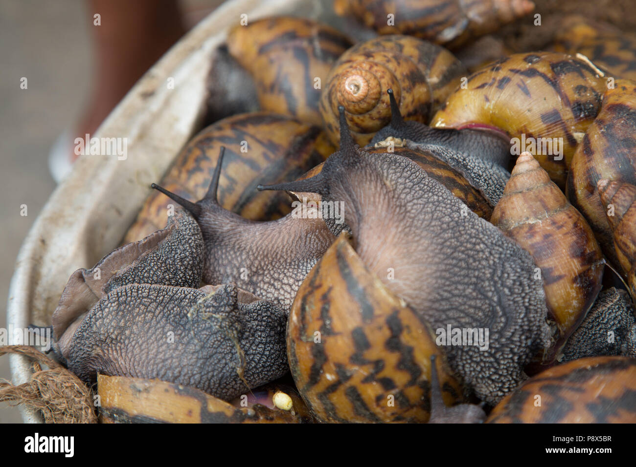Schnecken zum Verkauf am Marktstand, Ghana Stockfoto