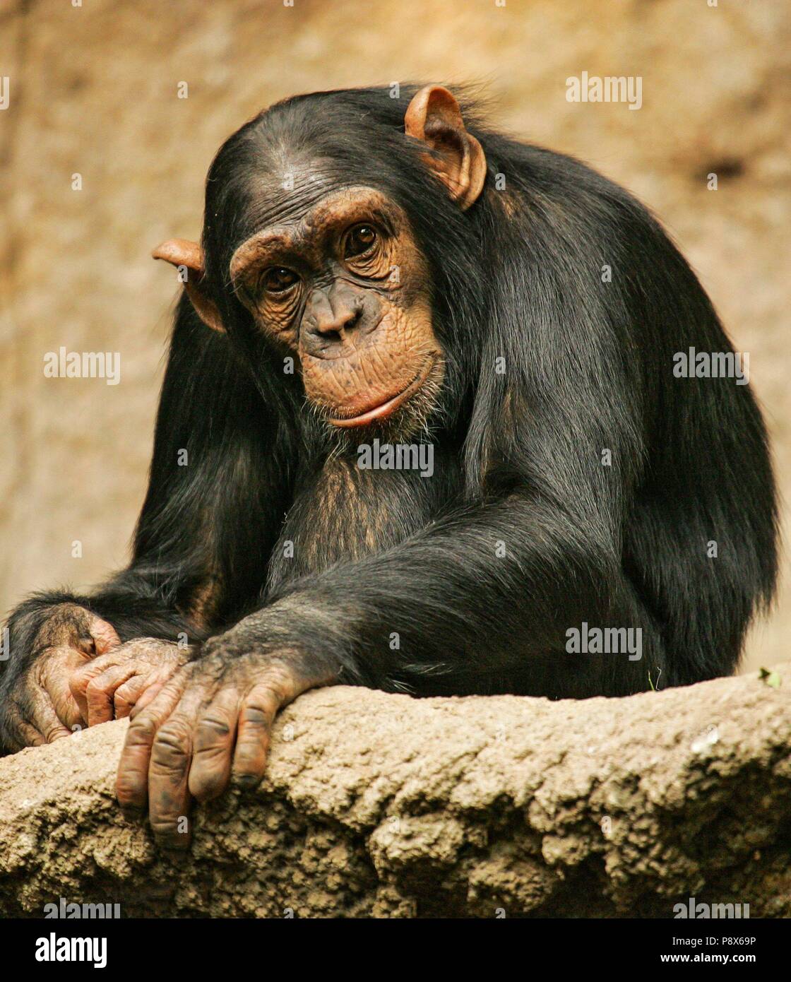 Westafrikanische Schimpansen (Pan troglodytes Verus) nachdenklich in Pongoland Zoo Leipzig, Leipzig, Deutschland | Verwendung weltweit Stockfoto