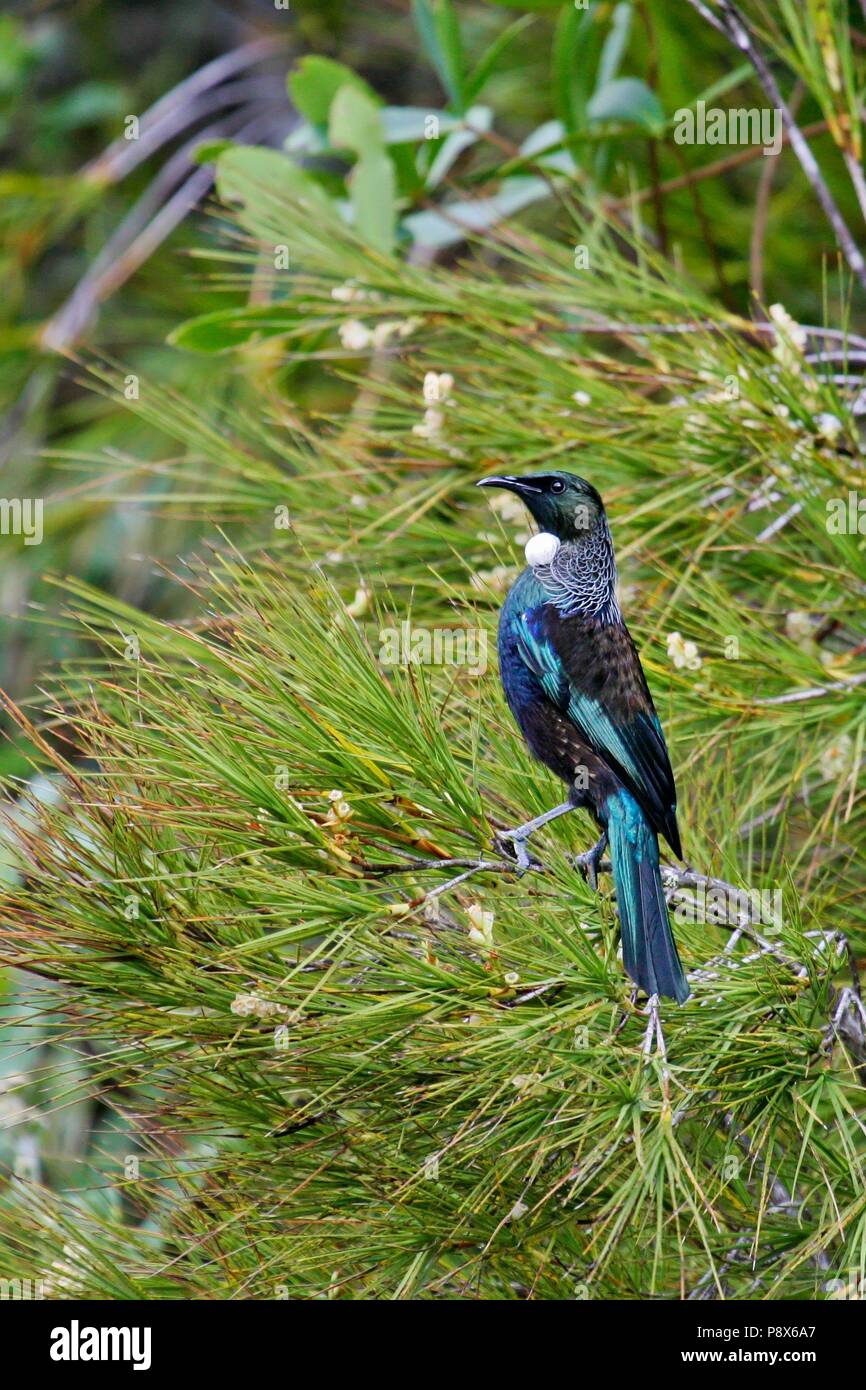 Tui (Prosthemadera novaeseelandiae) erwachsenen Futtersuche, Tiritiri Matangi Island, Neuseeland | Verwendung weltweit Stockfoto