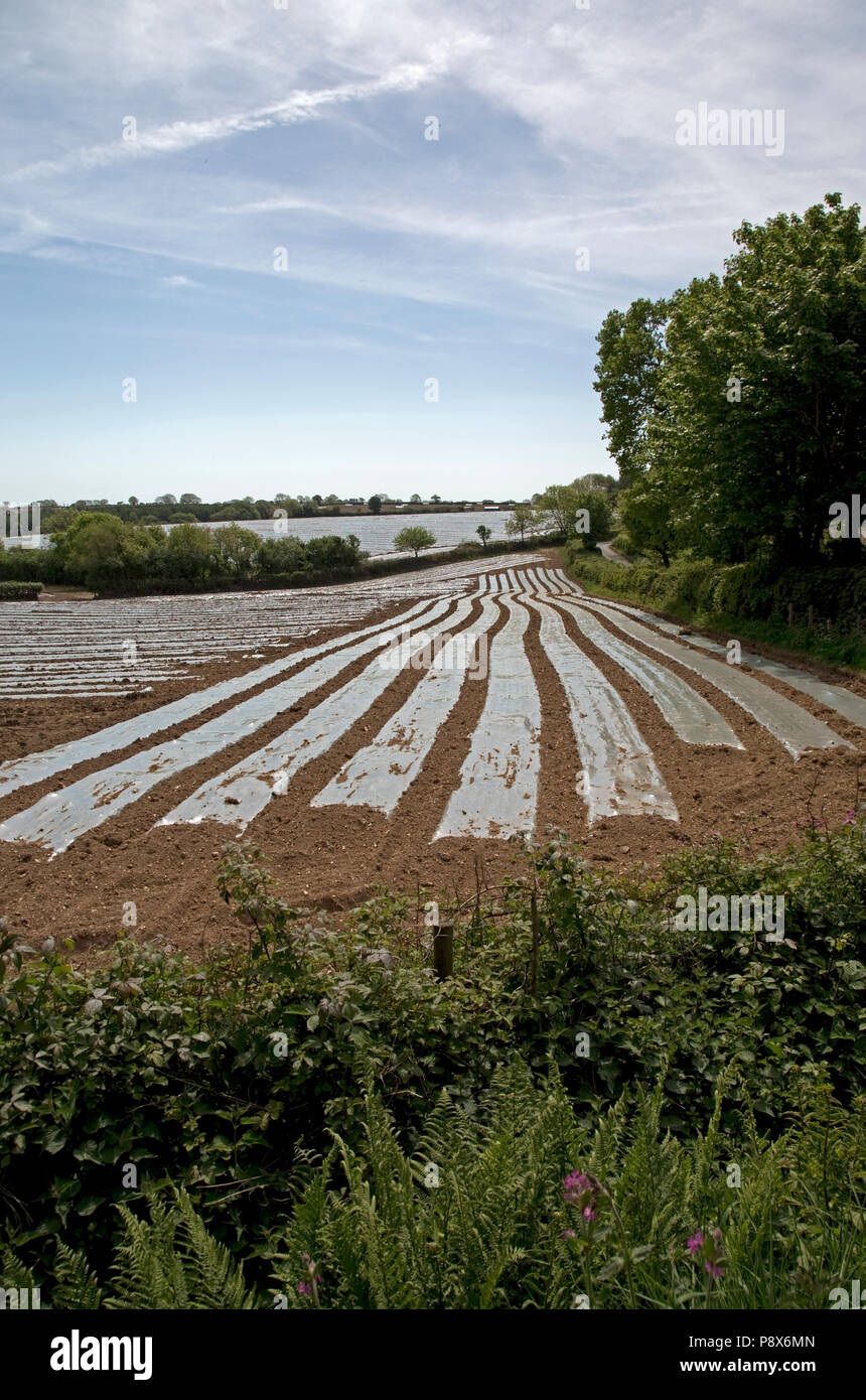 Morgen Kunststoffabdeckung wachsenden Kartoffeln Devon, Großbritannien Stockfoto