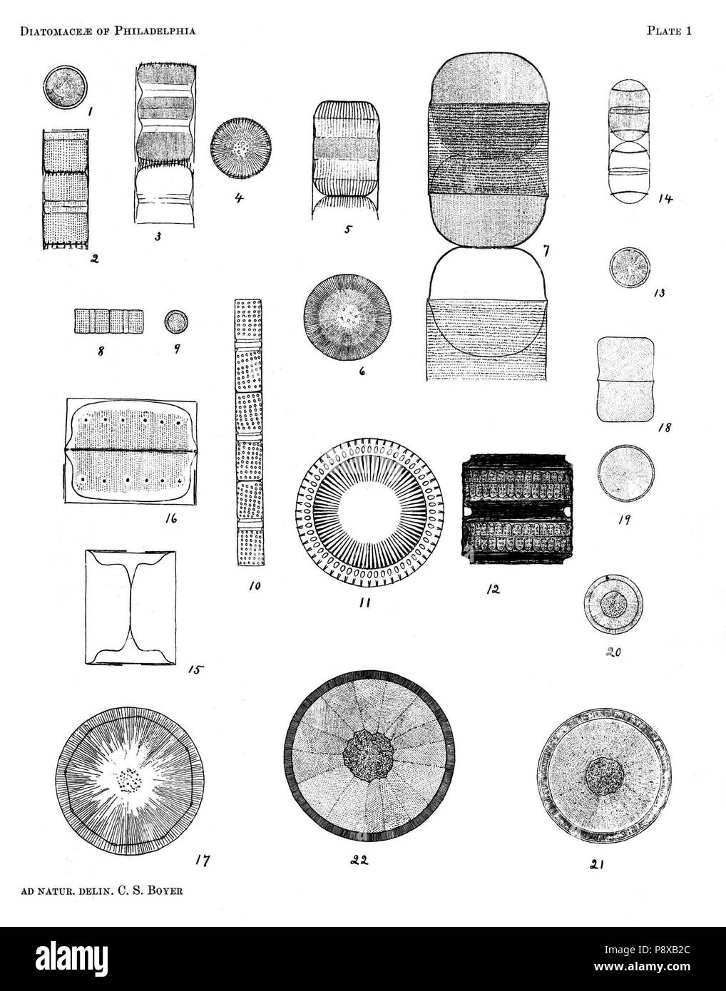 . 115 Diatomaceae von Philadelphia Platte 01. Stockfoto