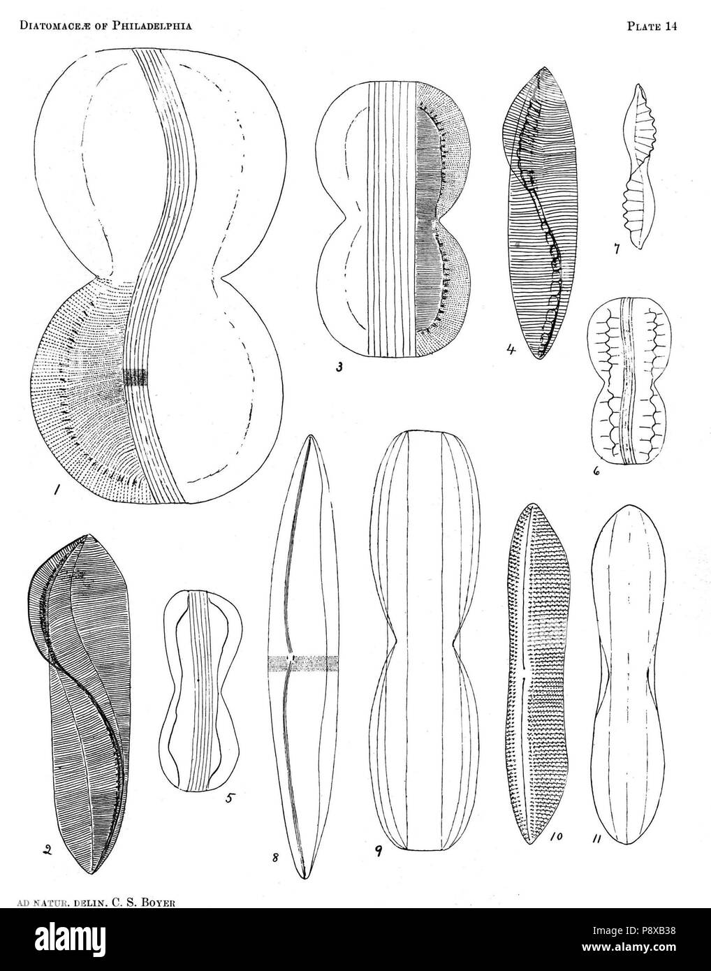 . 115 Diatomaceae von Philadelphia Platte 14. Stockfoto