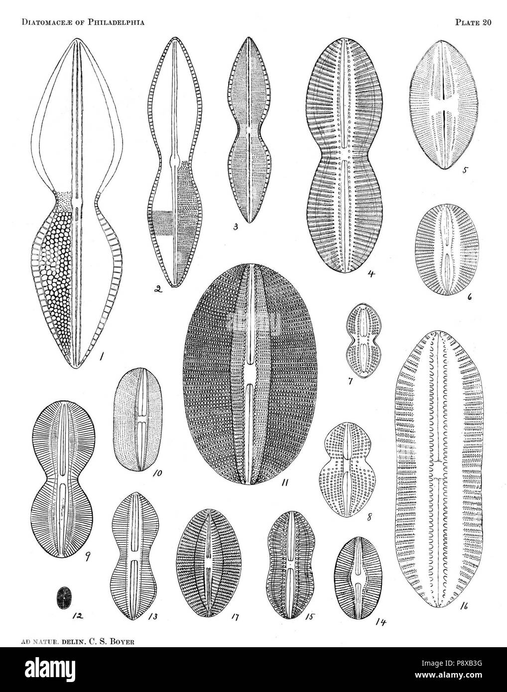 . 115 Diatomaceae von Philadelphia Platte 20. Stockfoto