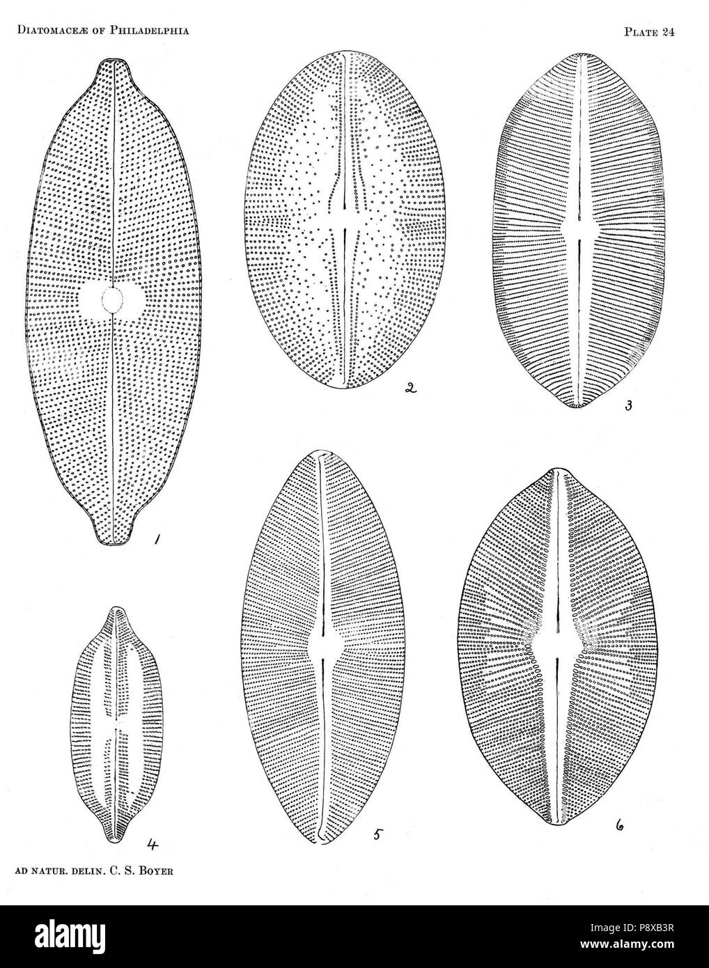 . 115 Diatomaceae von Philadelphia Platte 24. Stockfoto