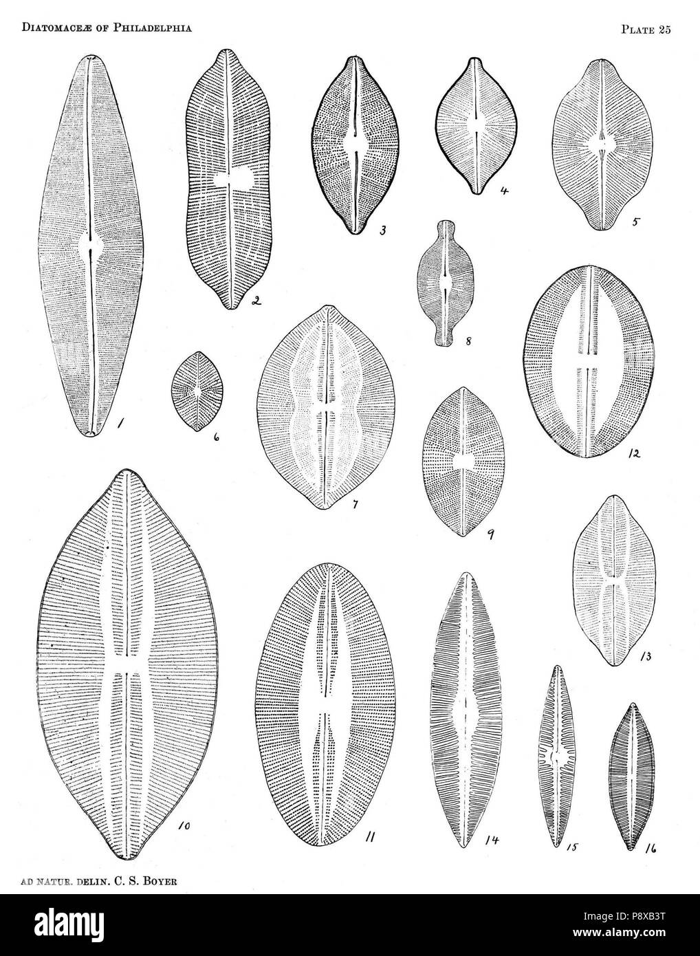 . 115 Diatomaceae von Philadelphia Platte 25. Stockfoto