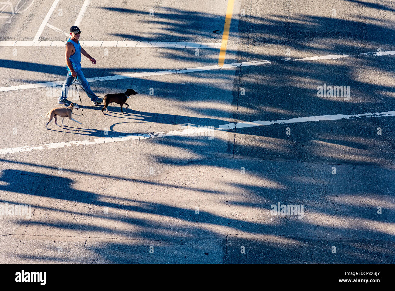 Man überquert die Straße am Zebrastreifen mit zwei Hunden an der Leine, Vancouver, British Columbia, Kanada. Stockfoto