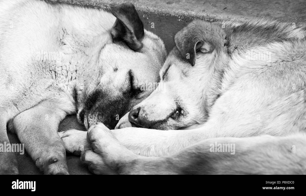 Zwei süße Hunde nebeneinander schlafen in Schwarz und Weiß Stockfoto