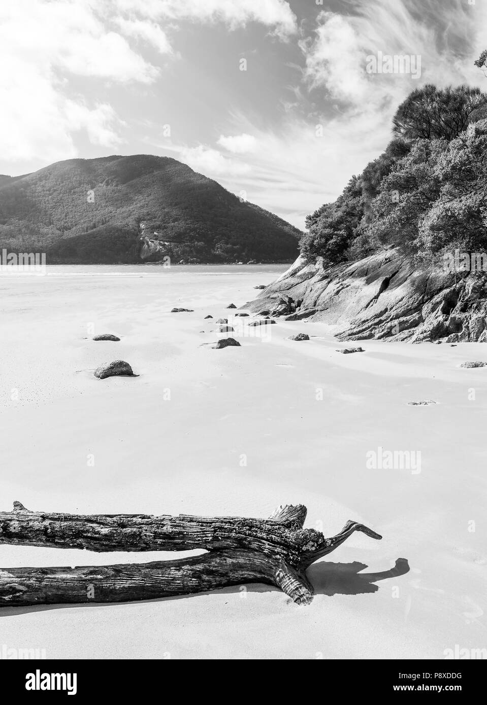 Treibholz am Strand bei Sealers Cove, Wilsons Promontory National Park, Victoria, Australien in Schwarz und Weiß Stockfoto