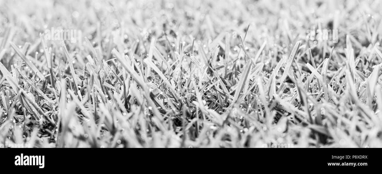 Grüne Gras mit frischem Tau Tropfen im Sonnenlicht in Schwarz und Weiß Stockfoto