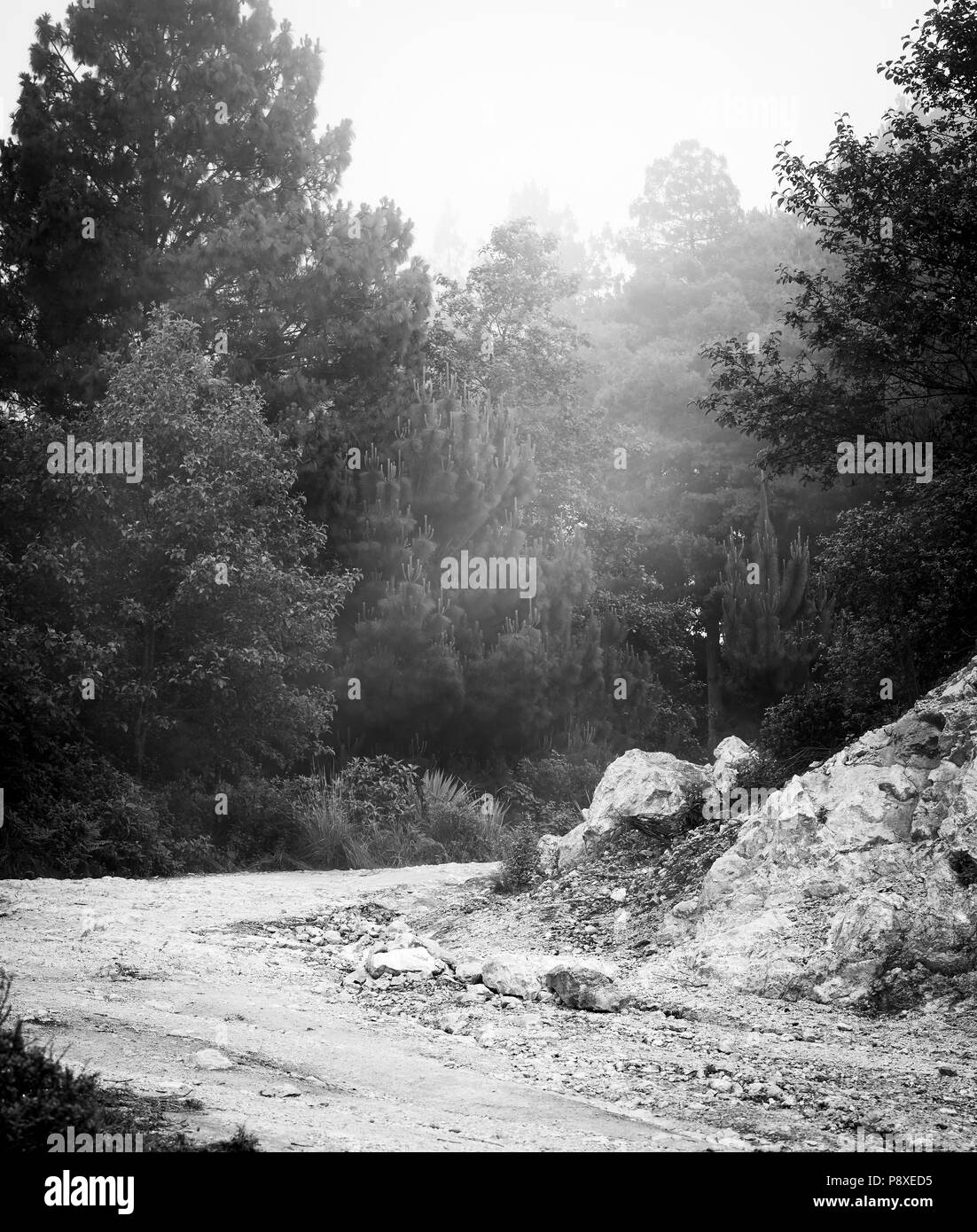 Nebligen Wald Landschaft mit Nebel durch die Bäume in Guatemala in Schwarz und Weiß Stockfoto
