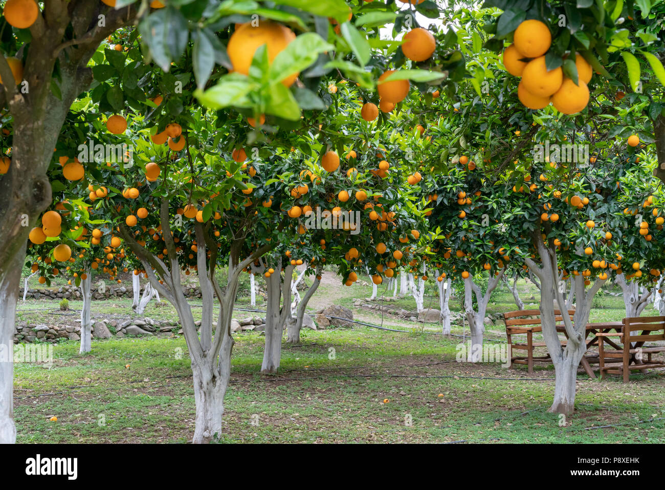 Eine kretische Orange Grove mit Früchten und weiß getünchte Bäume, ein picknicktisch im Hintergrund Stockfoto