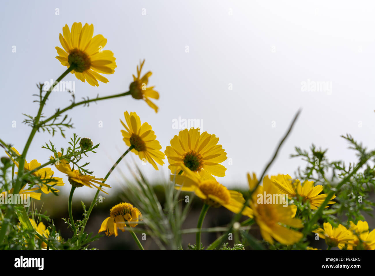 Wilde gelbe Krone Gänseblümchen im Sonnenlicht. Stockfoto
