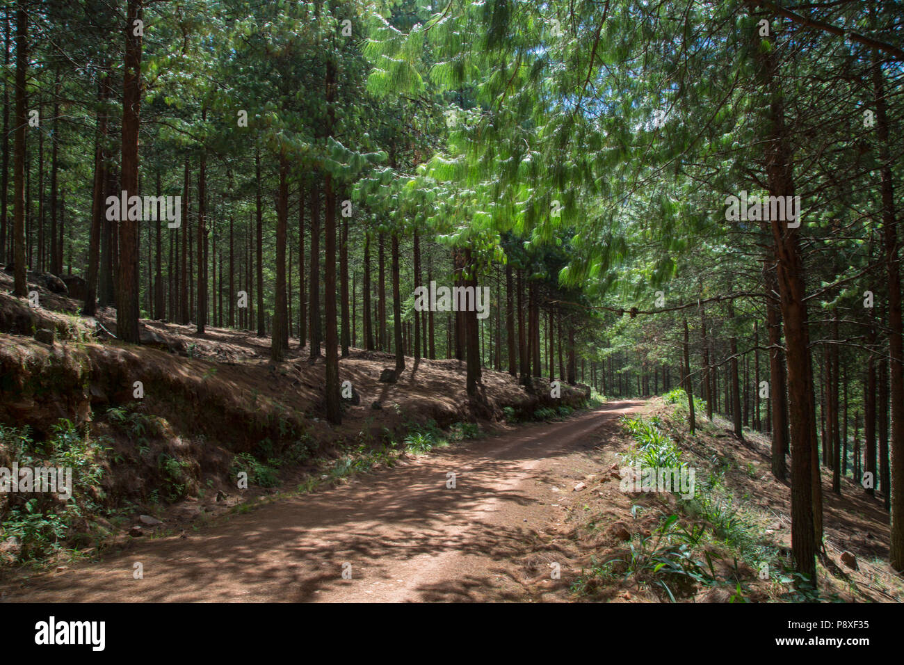 Pinus patula Plantage Wald in der Nähe von Sabie Stockfoto