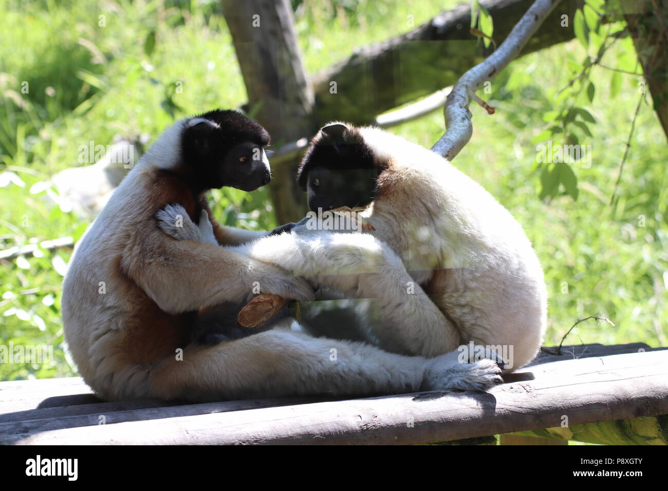 Zoo-Affen Stockfoto