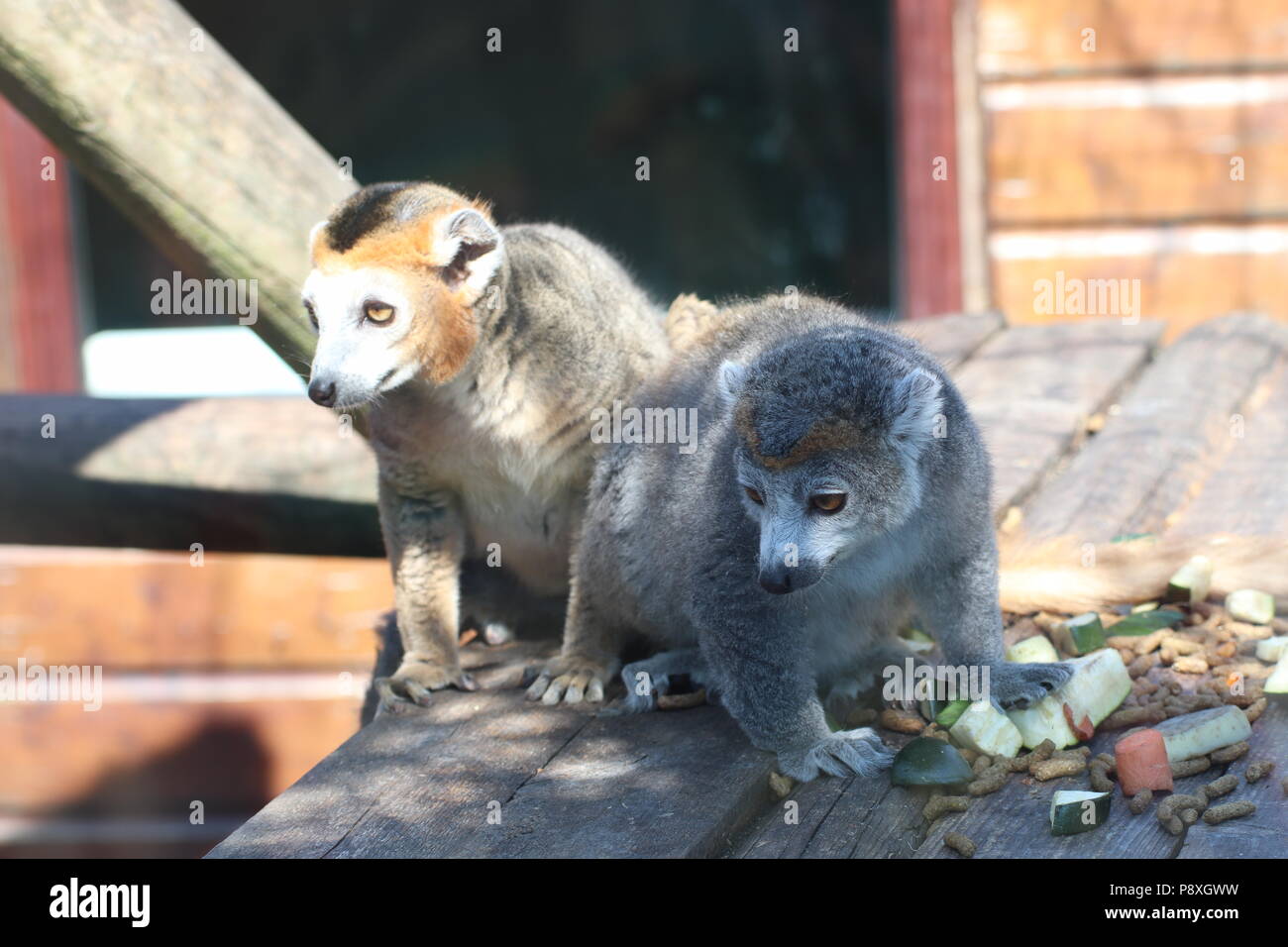 Zoo-Affen Stockfoto