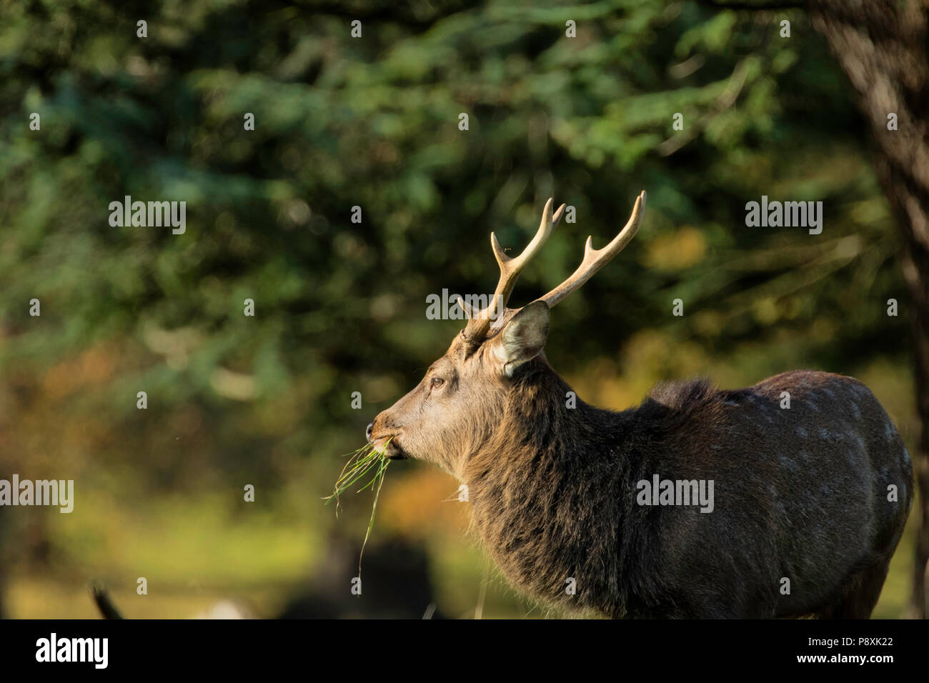 Reifen Sika Deer Stag Gras an Studley Royal Deer Park, Ripon, North Yorkshire, England, UK essen. Stockfoto