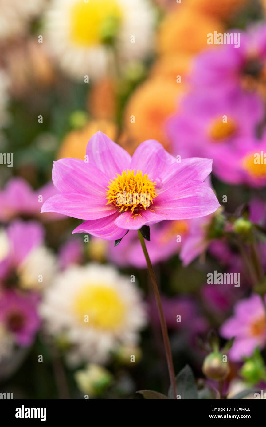 Dahlie 'Happy Julia' auf dem Display eine Blume zeigen. UK. Einzelne Blüte Dahlie. Stockfoto