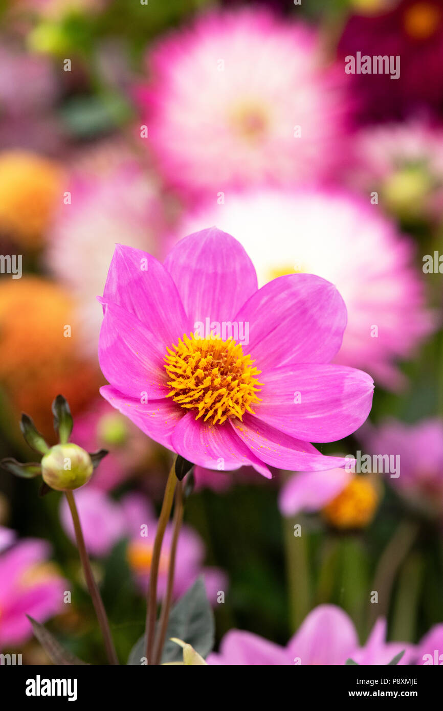 Dahlie 'Happy Julia' auf dem Display eine Blume zeigen. UK. Einzelne Blüte Dahlie. Stockfoto