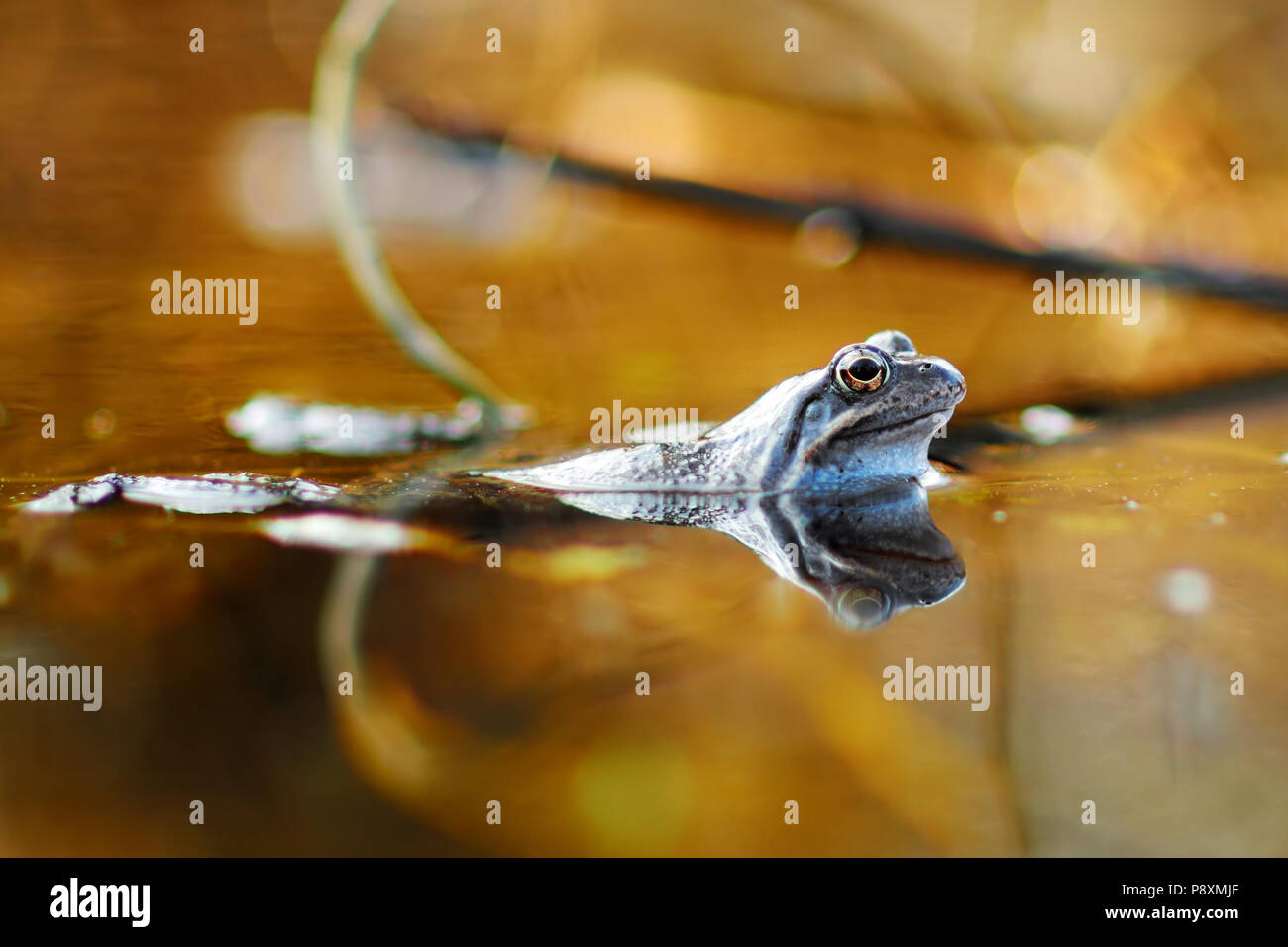 Gemeinsame grüner Frosch im Wasser auf Frühling Stockfoto
