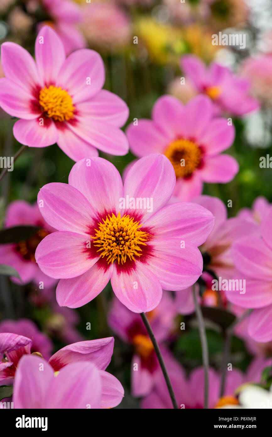 Dahlie 'Happy wink' auf dem Display eine Blume zeigen. UK. Einzelne Blüte Dahlie. Stockfoto