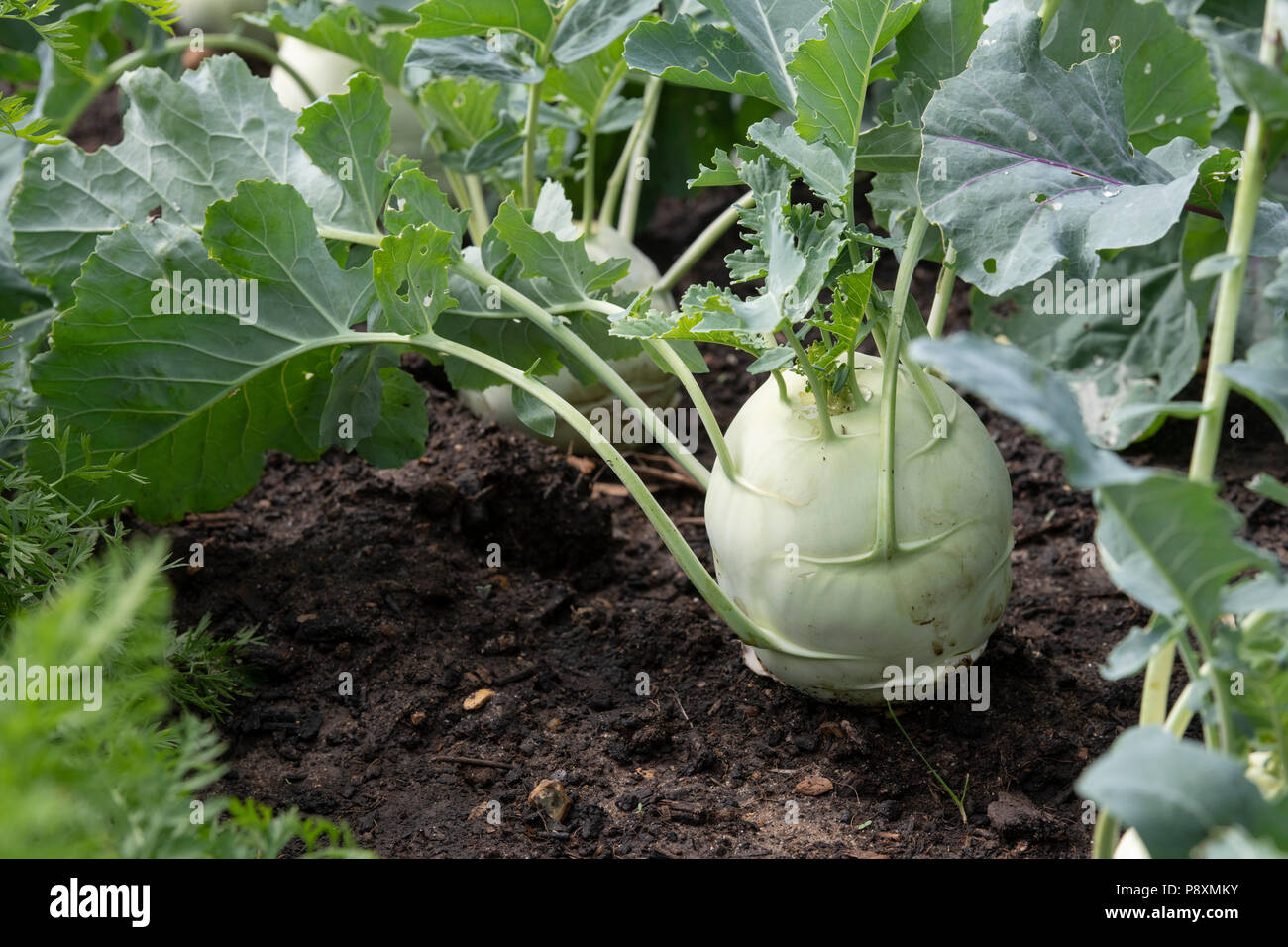 Brassica oleracea. Kohlrabi Wurzelgemüse Stockfoto