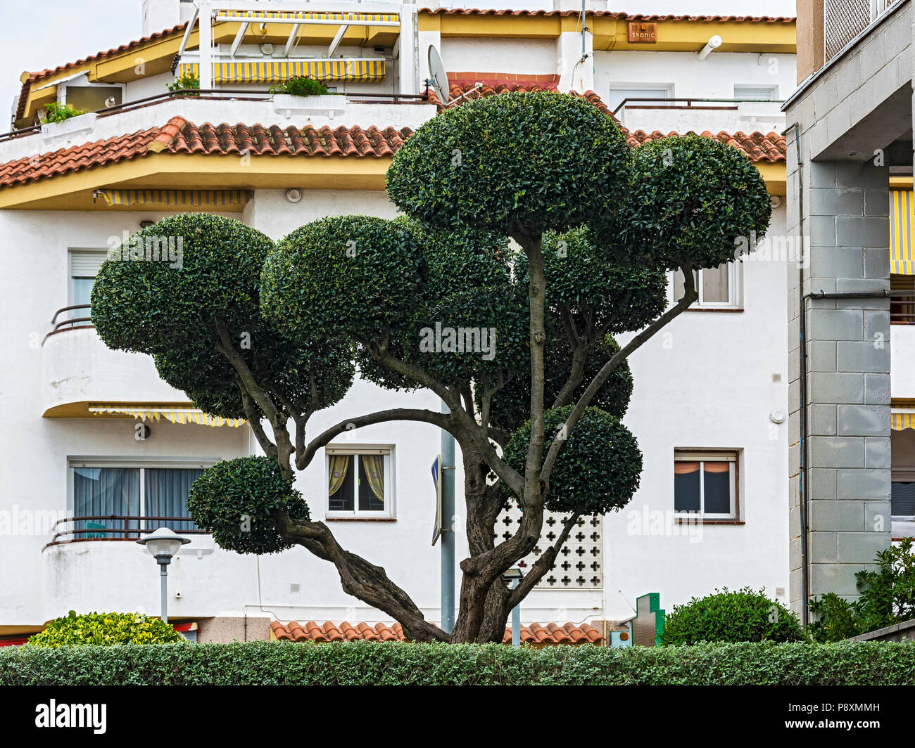 Einen schönen Baum mit einer gescherten Krone in Form von mehreren