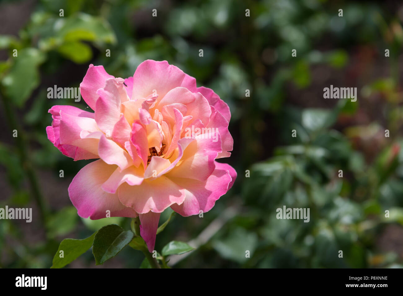 Close-up Single Pale Pink Rose mit gelben Center und dunkelrosa Franse auf Blütenblätter Stockfoto