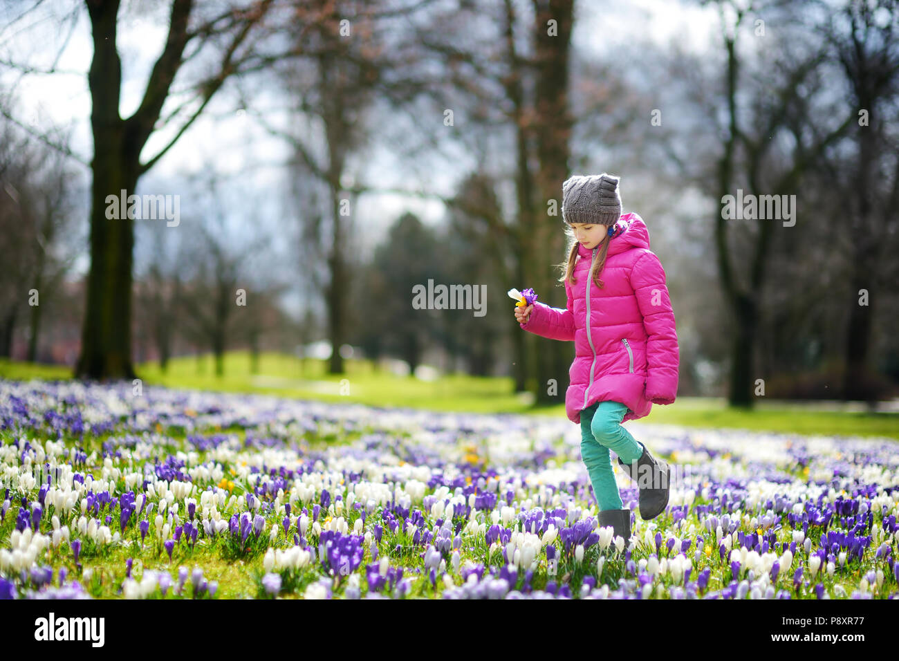 Junge Mädchen Kommissionierung crocus Blumen auf schönen blühenden Krokusse Wiese am frühen Frühling Süß Stockfoto