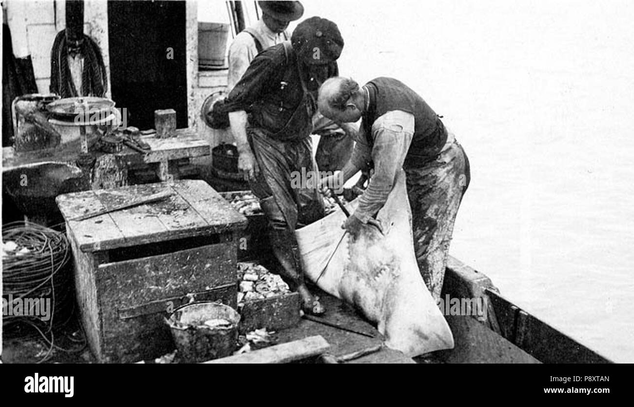 . 287 Fischer mit Skate fangen an Deck des Fischereifahrzeugs, Alaska, nd (COBB 216) Stockfoto