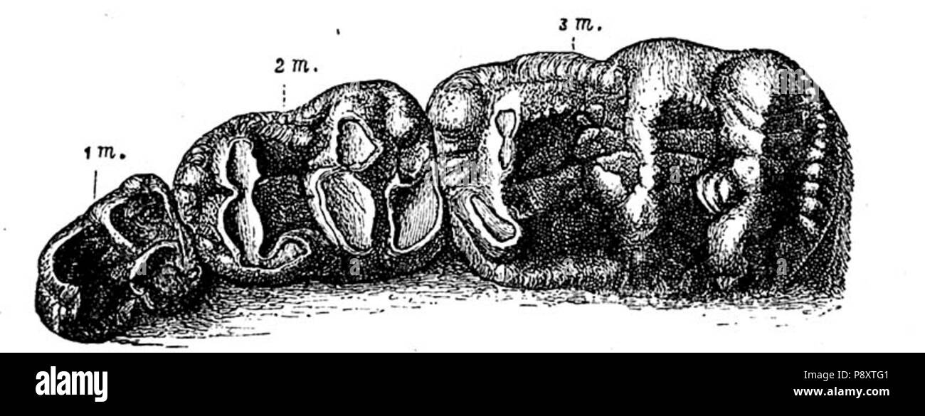 . 312 Gomphotherium angustidens molare Abbildung Stockfoto