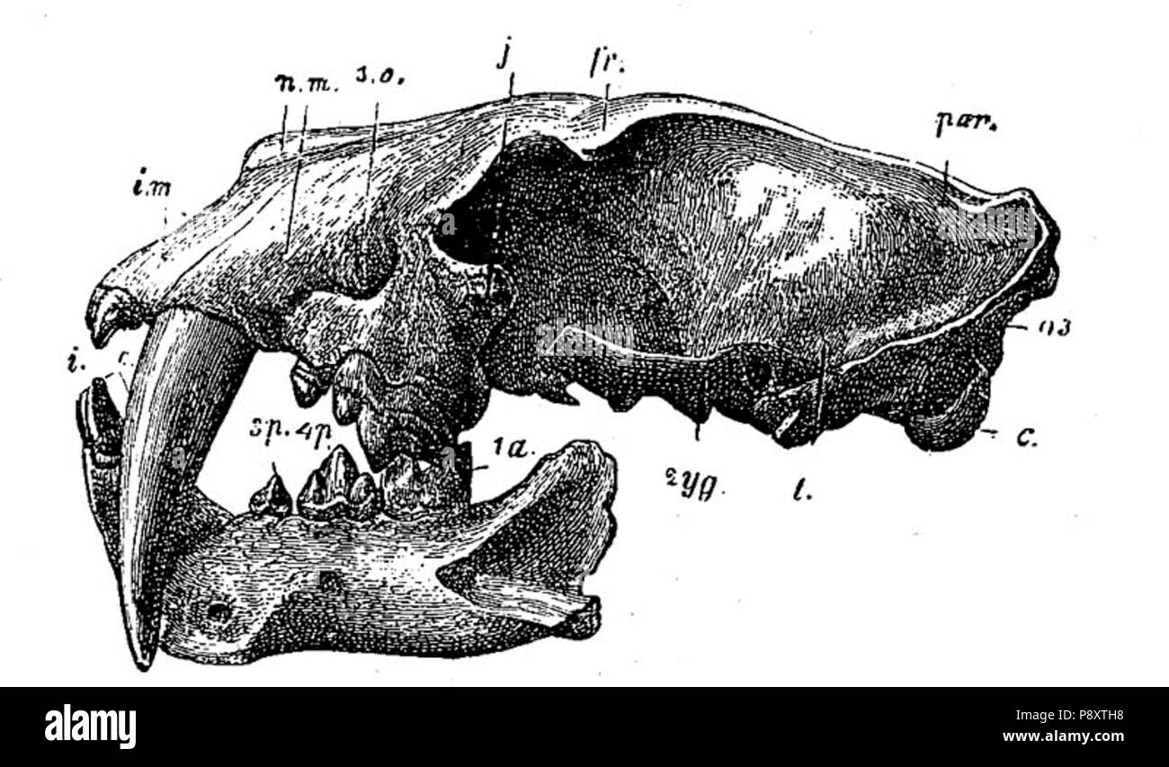 . 407 Macerodus Kopf Stockfoto