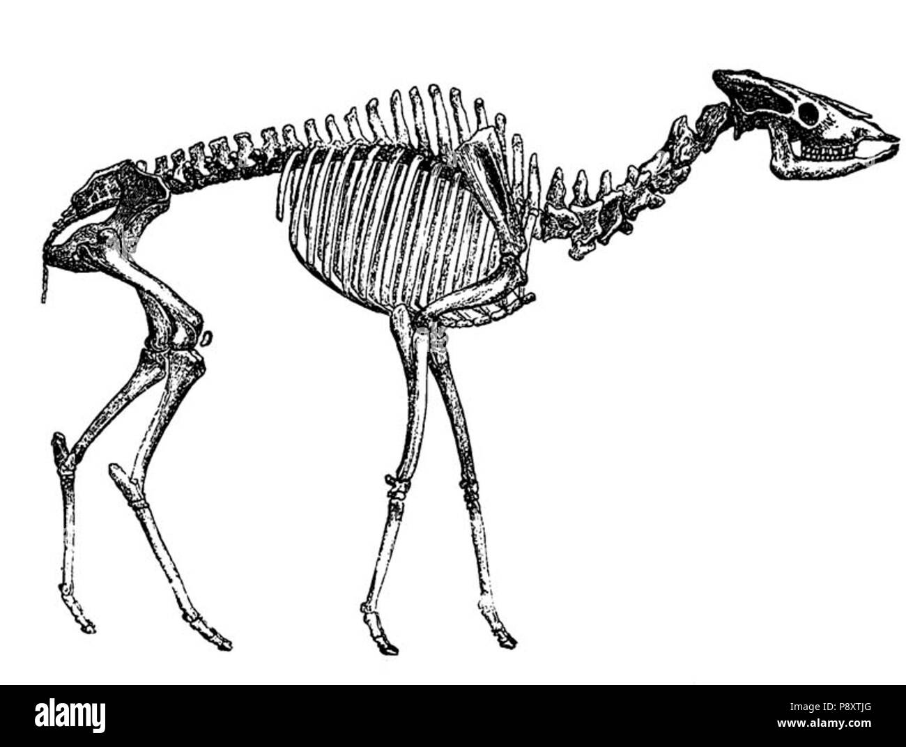 . 327 Helladotherium Stockfoto