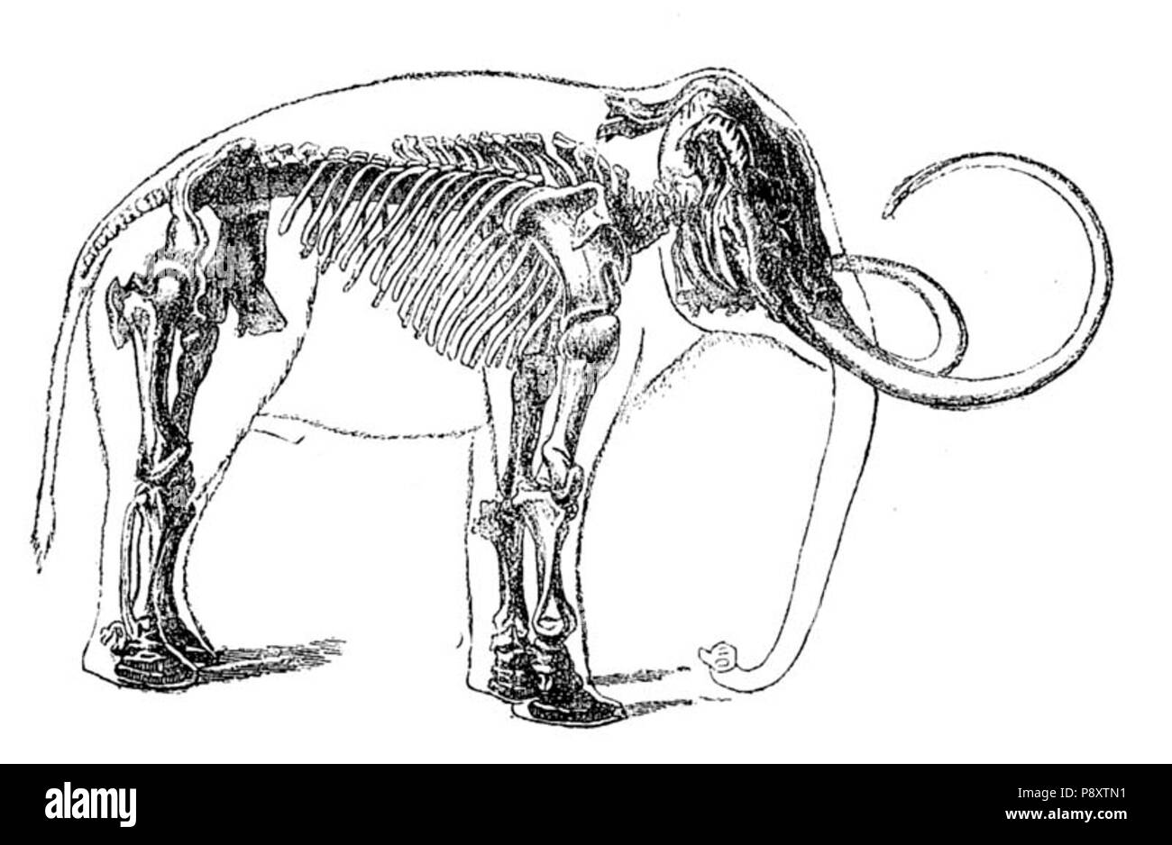 . 274 Elephas primigenius Stockfoto