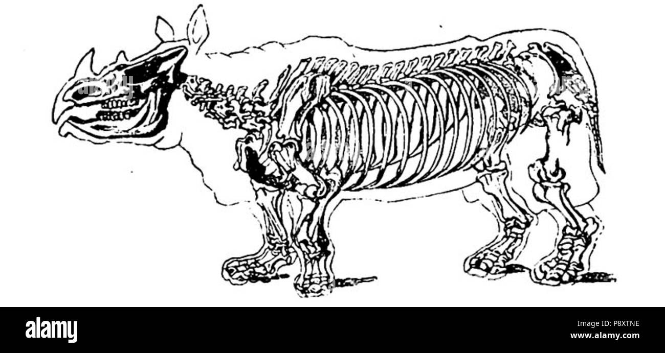 . 480 Nashorn tichorchinus Stockfoto