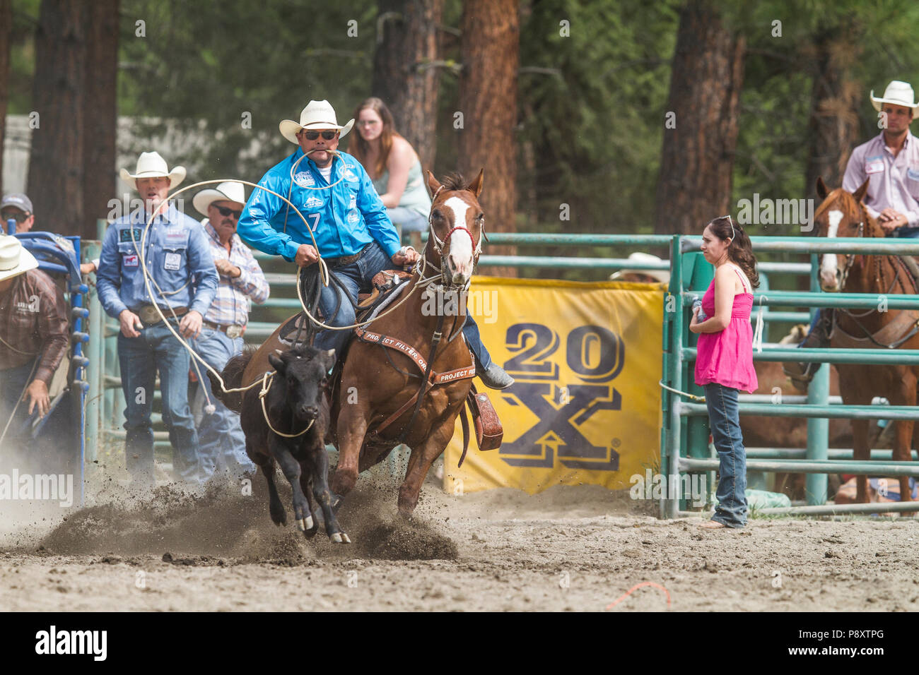 Krawatte Abseilen, Rodeo. Mann vs Kalb in einem Ereignis mit Zeitangabe. Spannende, Geschwindigkeit, als Cowboy lasso von sich schnell bewegenden Kalb. Cranbrook, BC, Kanada. Stockfoto