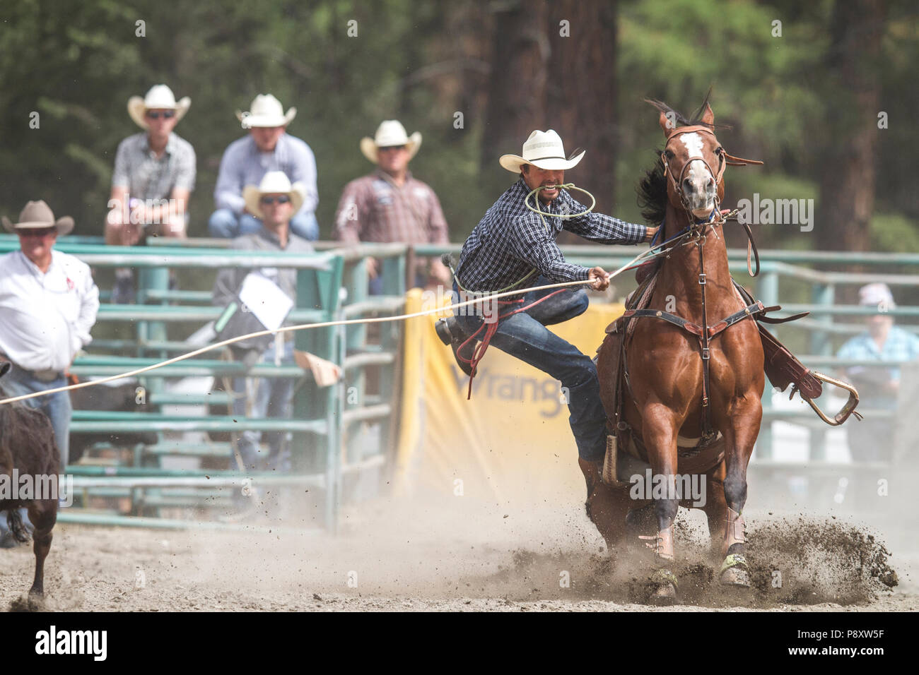 Krawatte Abseilen, Rodeo. Mann vs Kalb in einem Ereignis mit Zeitangabe. Spannende, Geschwindigkeit, als Cowboy lasso von sich schnell bewegenden Kalb. Cranbrook, BC, Kanada. Stockfoto