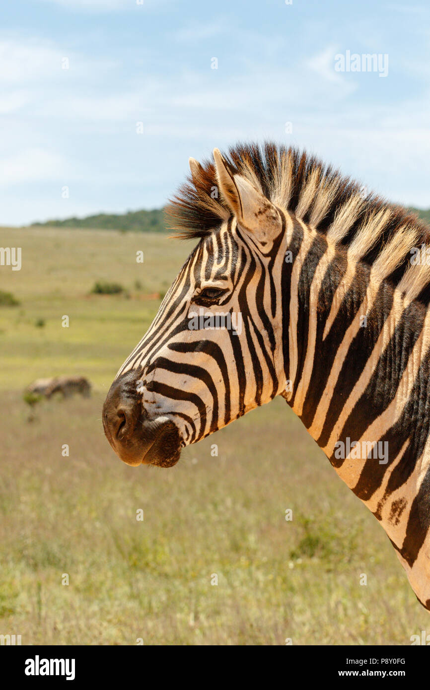 Zebra zu Fuß durch Schließen Sie im Feld Stockfoto