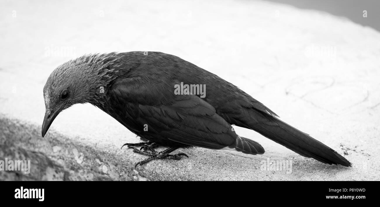 Dunkelblau schwarz weiblich Red-winged Starling in Schwarz und Weiß Stockfoto