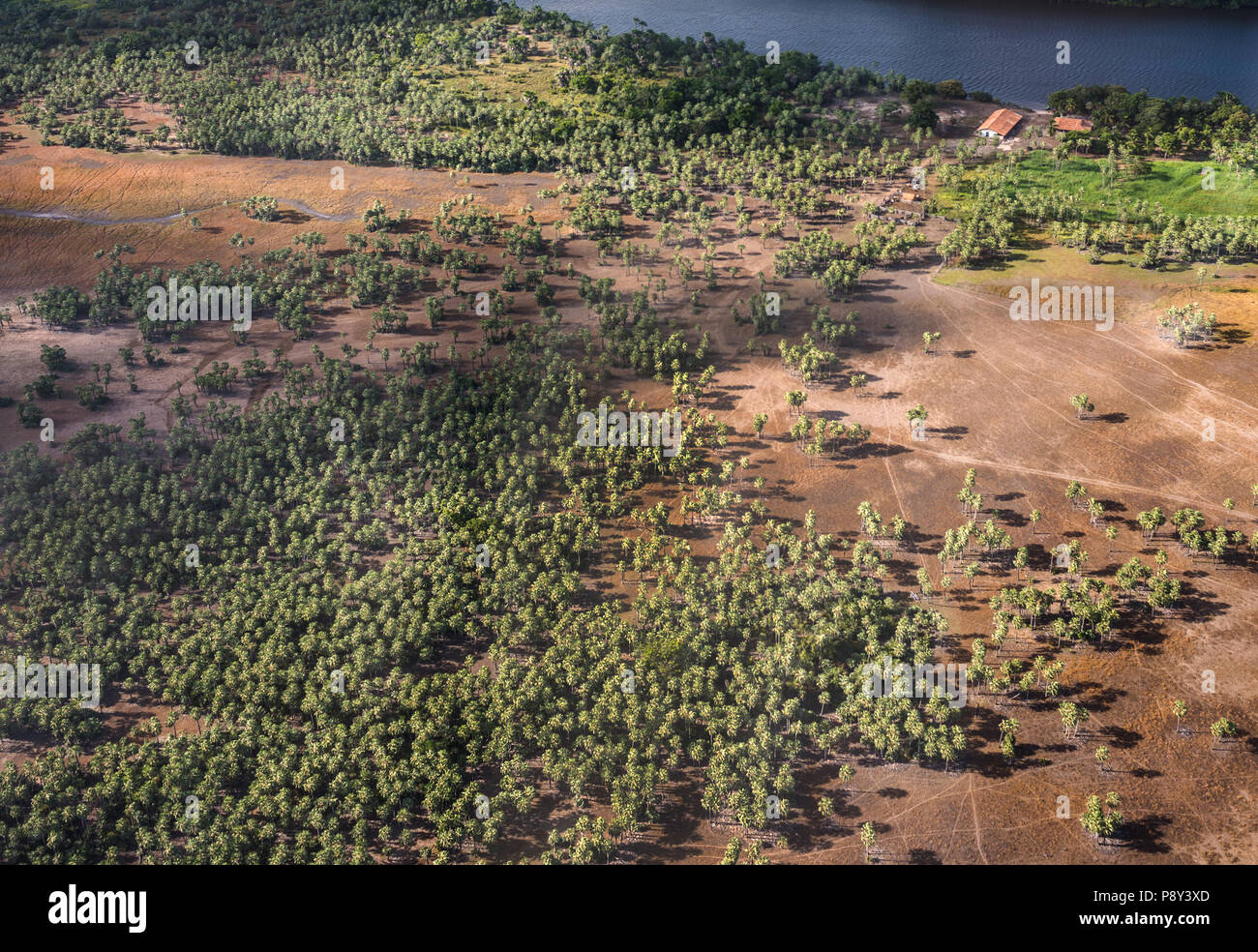 Blick aus dem Flugzeug zu einer Landung von Cashew Bäume in die Lencois Maranhenses Nationalpark, Brasilien Stockfoto