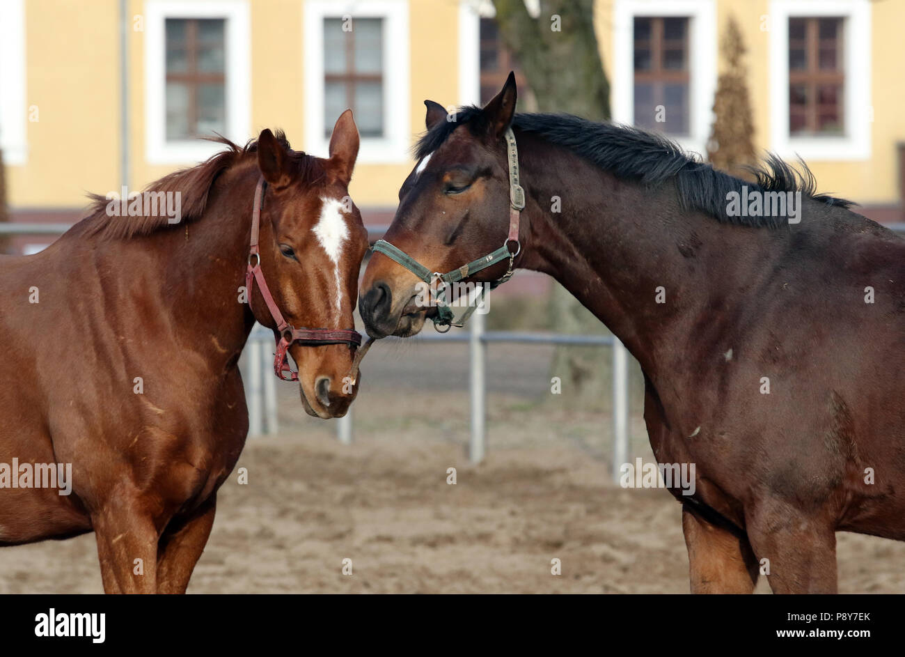 Neustadt (Dosse), Pferde spielen auf einem sand Paddock mit einer Zweigstelle Stockfoto