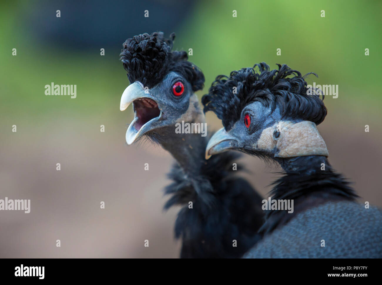 Porträt von zwei Crested guineafowl (Guttera pucherani) Stockfoto