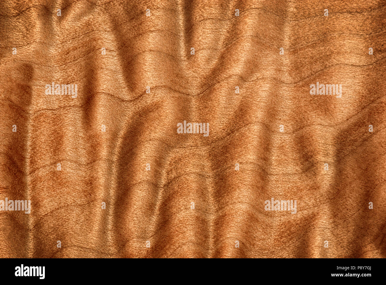 Gesteppte Maserung auf Big Leaf Ahorn natur Abstrakt Stockfoto