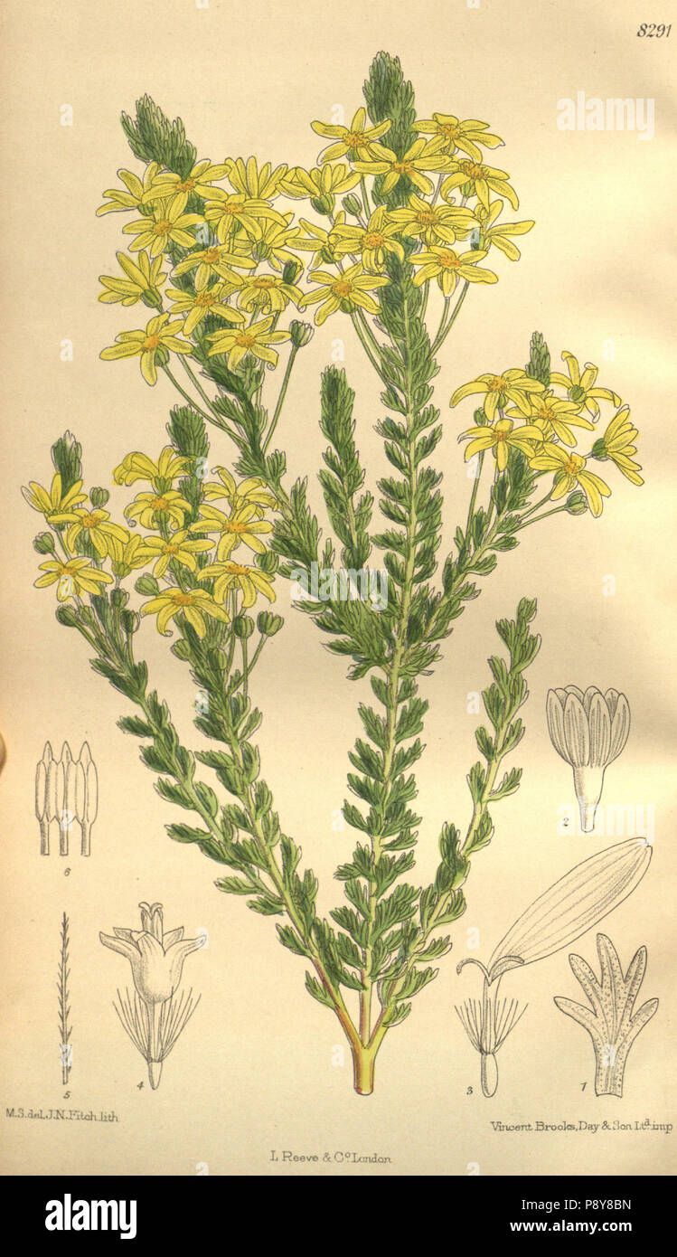 . 279 Euryops virgineus 135-8291 Stockfoto