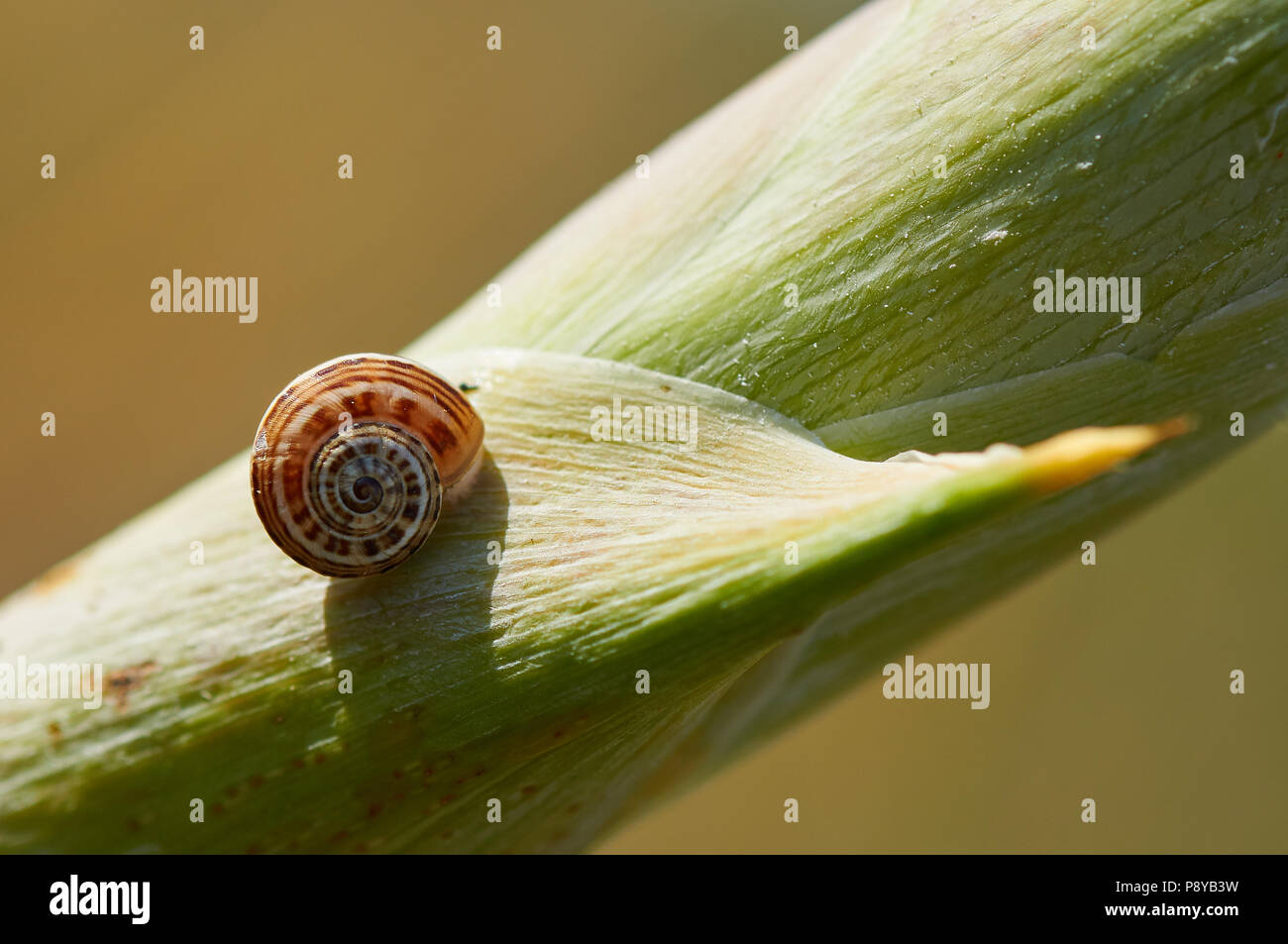 Kleine land Snail über eine grüne Pflanze Stengel in Can Marroig öffentlichen Immobilien in Ses Salines Naturpark (Formentera, Balearen, Spanien) Stockfoto