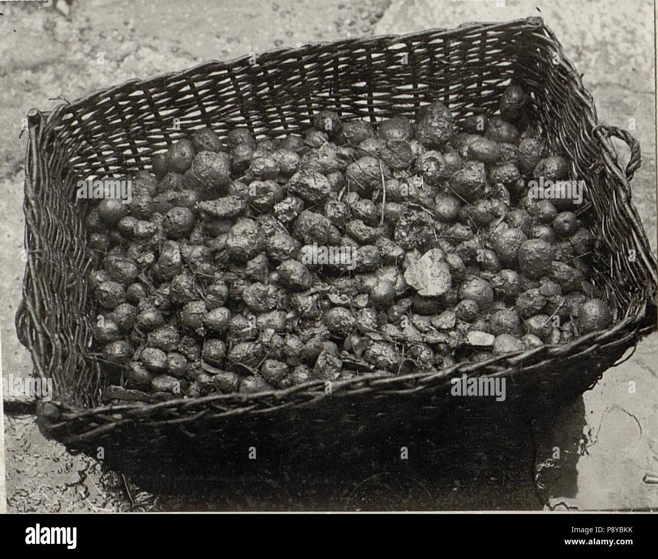 . 298 Gefaulte Kartoffeln beim 11. armeekommando Trient (BildID) 15628084 Stockfoto