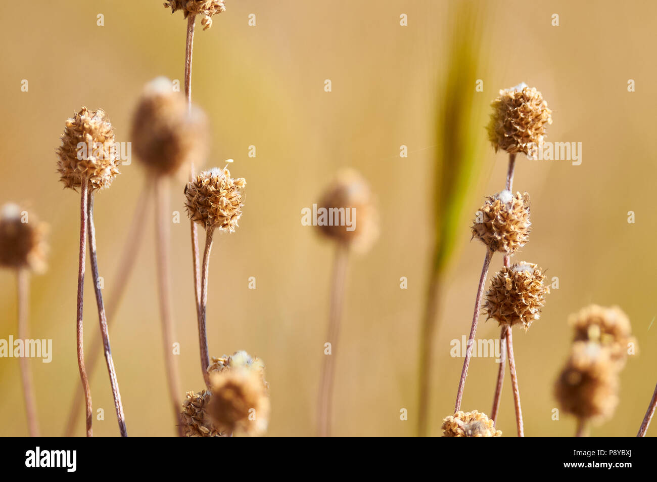 Nahaufnahme von getrockneten Blumen der mediterranen Kochbanane (Plantago lagopus) im Naturpark Ses Salines (Formentera, Balearen, Spanien) Stockfoto