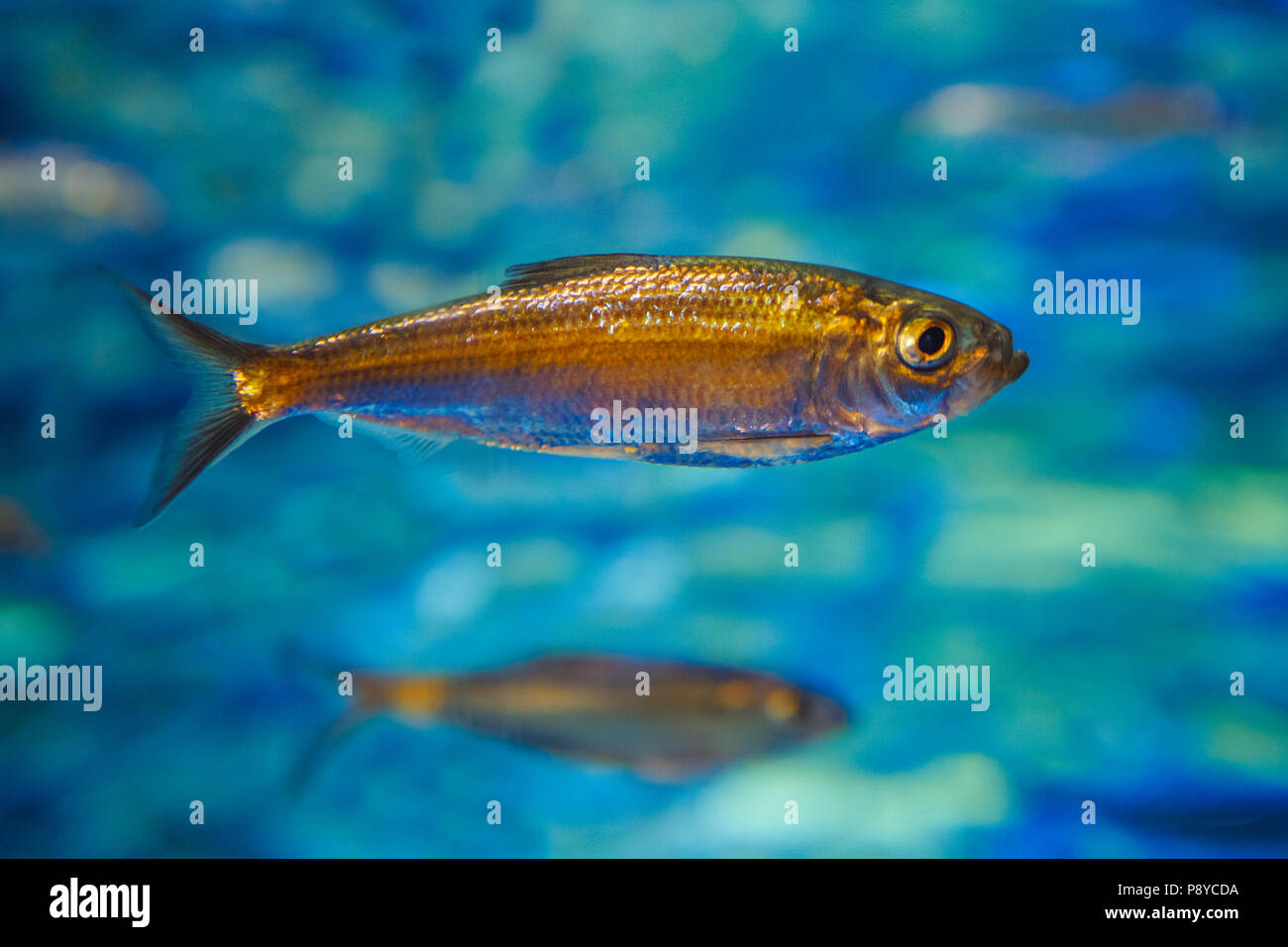 Ein kleines Meer Ozean gelb tropische Fische in blaues Wasser, bunte Unterwasserwelt, Copyspace für Text, Hintergrund Stockfoto