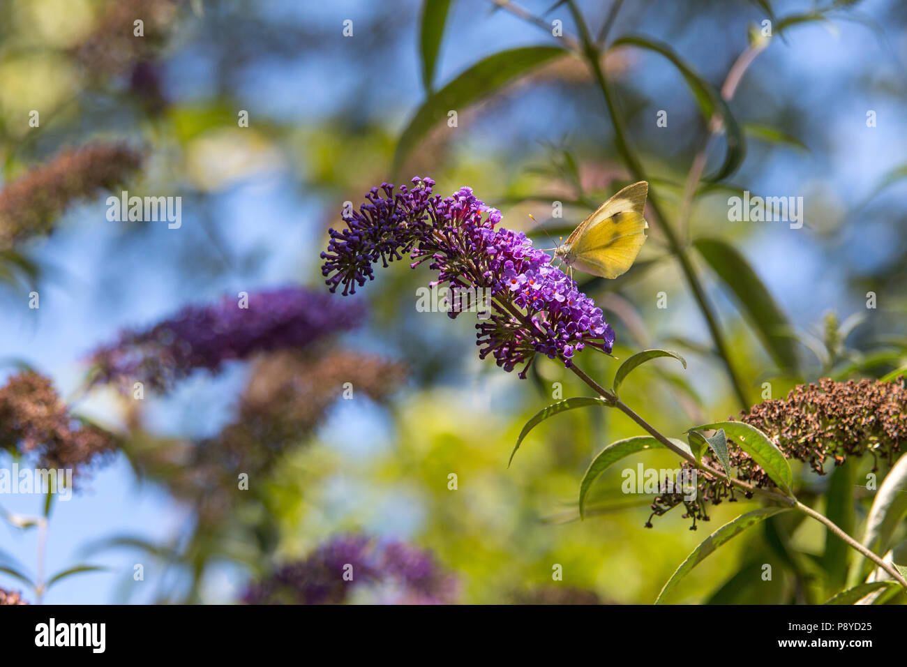 Schmetterling auf die Blütezeit der Buddleja. Abruzzen Stockfoto