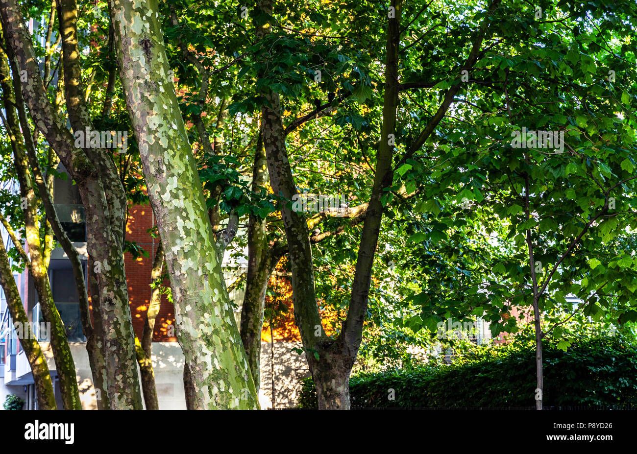 Grüne Laub der Blätter und Baumstämmen. Stockfoto